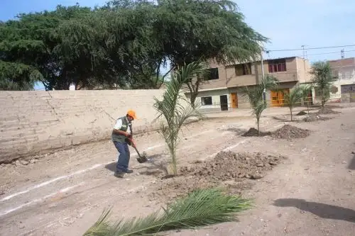 La municipalidad provincial de Chiclayo inició la reforestación con palmeras en las inmediaciones del complejo arqueológico César Vallejo, ubicado en el asentamiento humano del mismo nombre en esta ciudad, a fin de recuperar totalmente esta área.