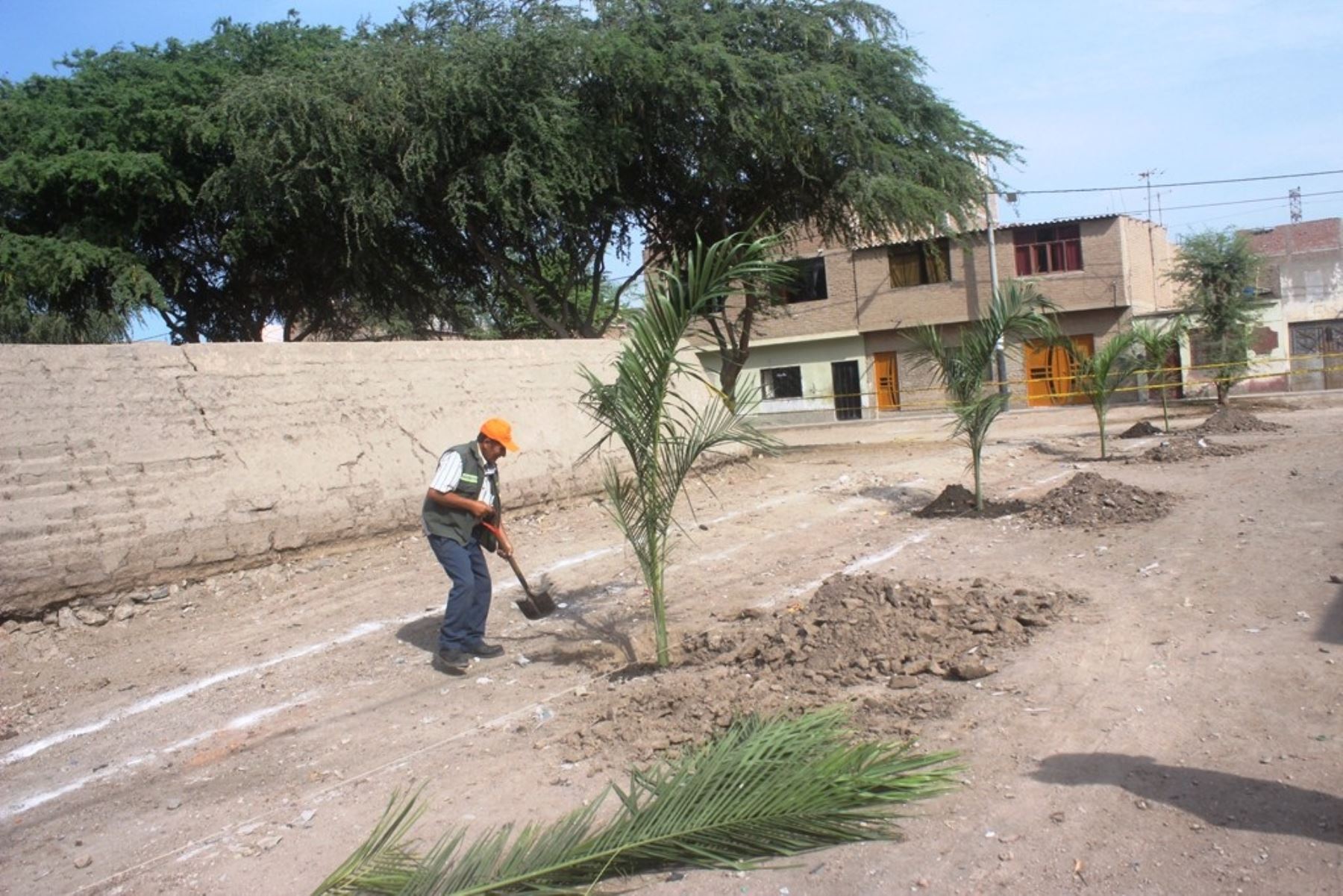 La municipalidad provincial de Chiclayo inició la reforestación con palmeras en las inmediaciones del complejo arqueológico César Vallejo, ubicado en el asentamiento humano del mismo nombre en esta ciudad, a fin de recuperar totalmente esta área.