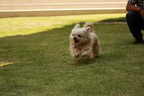 Proponen sitio web turístico para familias que viajan con mascotas. ANDINA/Archivo