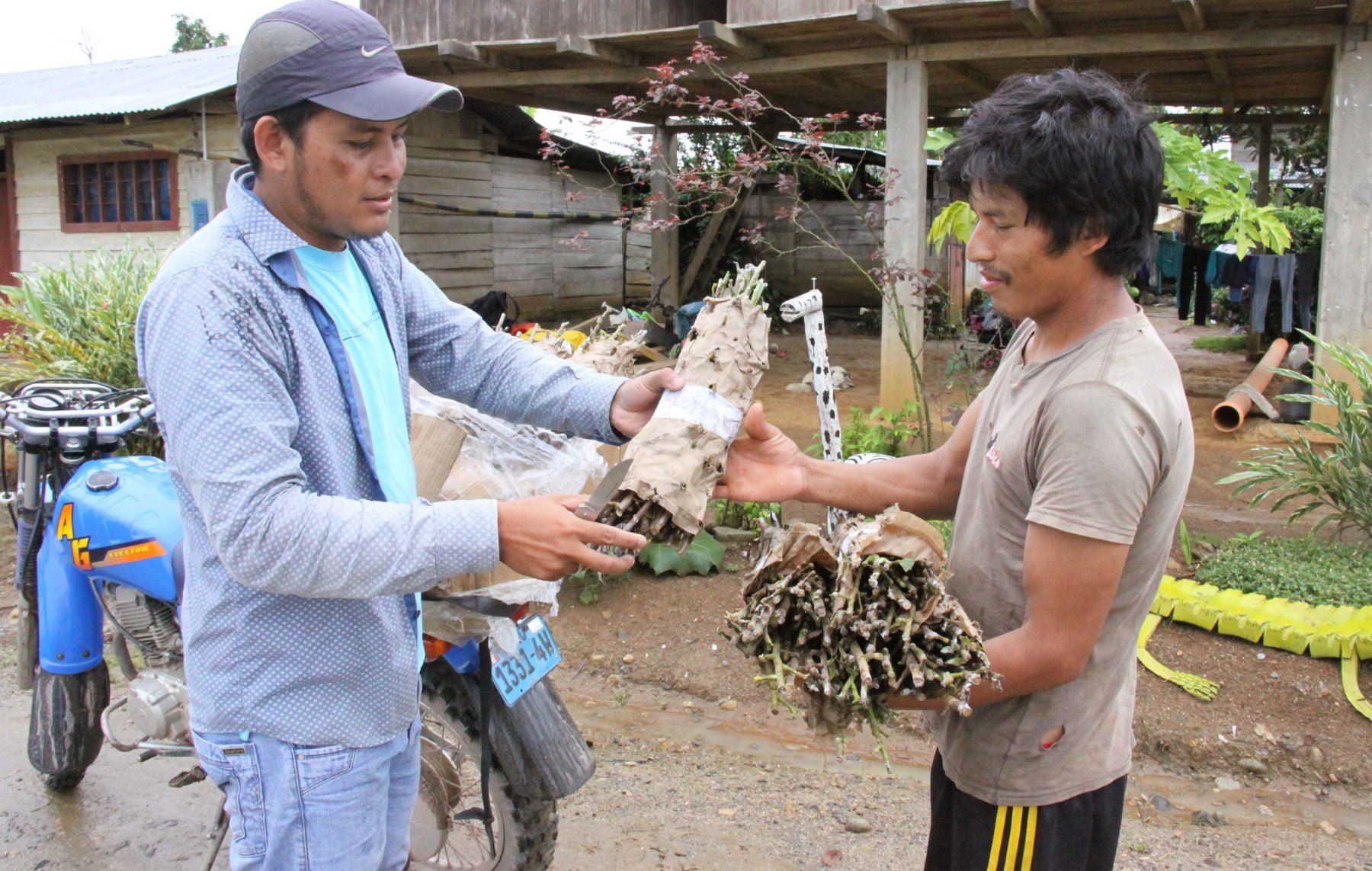 Promueven el cultivo de nuevas variedades de cacao en provincia de Satipo, en Junín. ANDINA