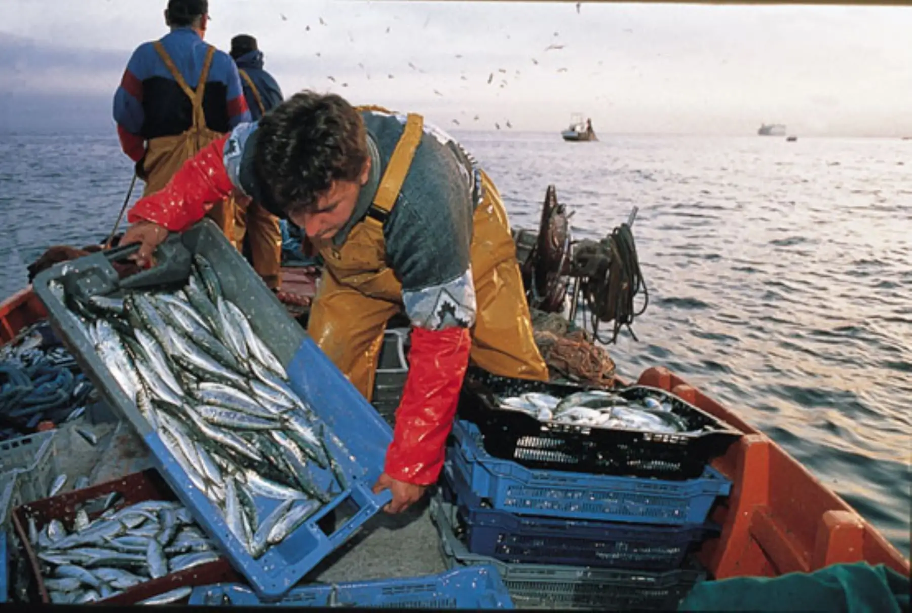 Pescadores artesanales. ANDINA/Difusión