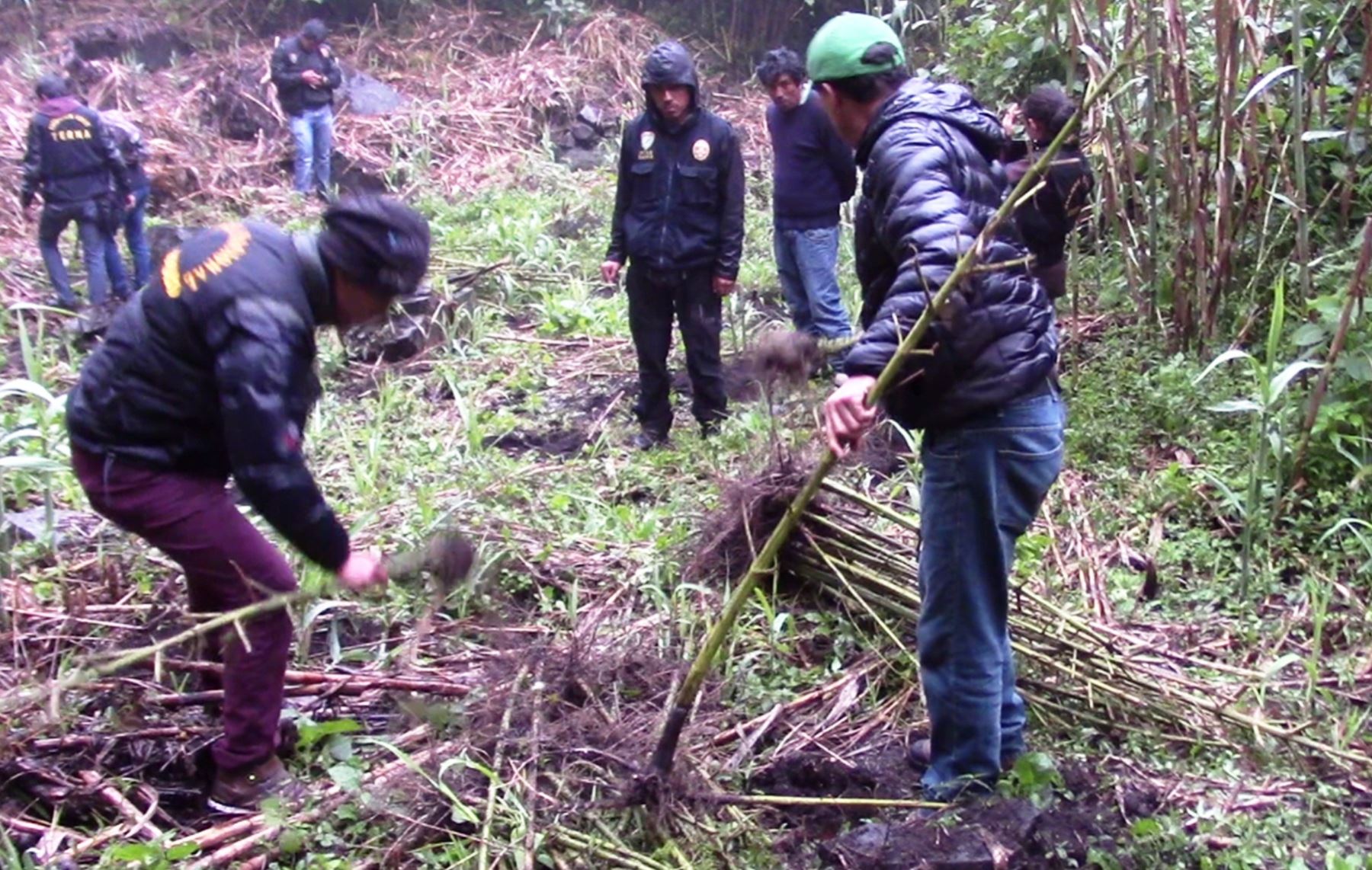 Policía de Cusco destruyó cultivos de marihuana y capturó a dos personas llevando droga. ANDINA