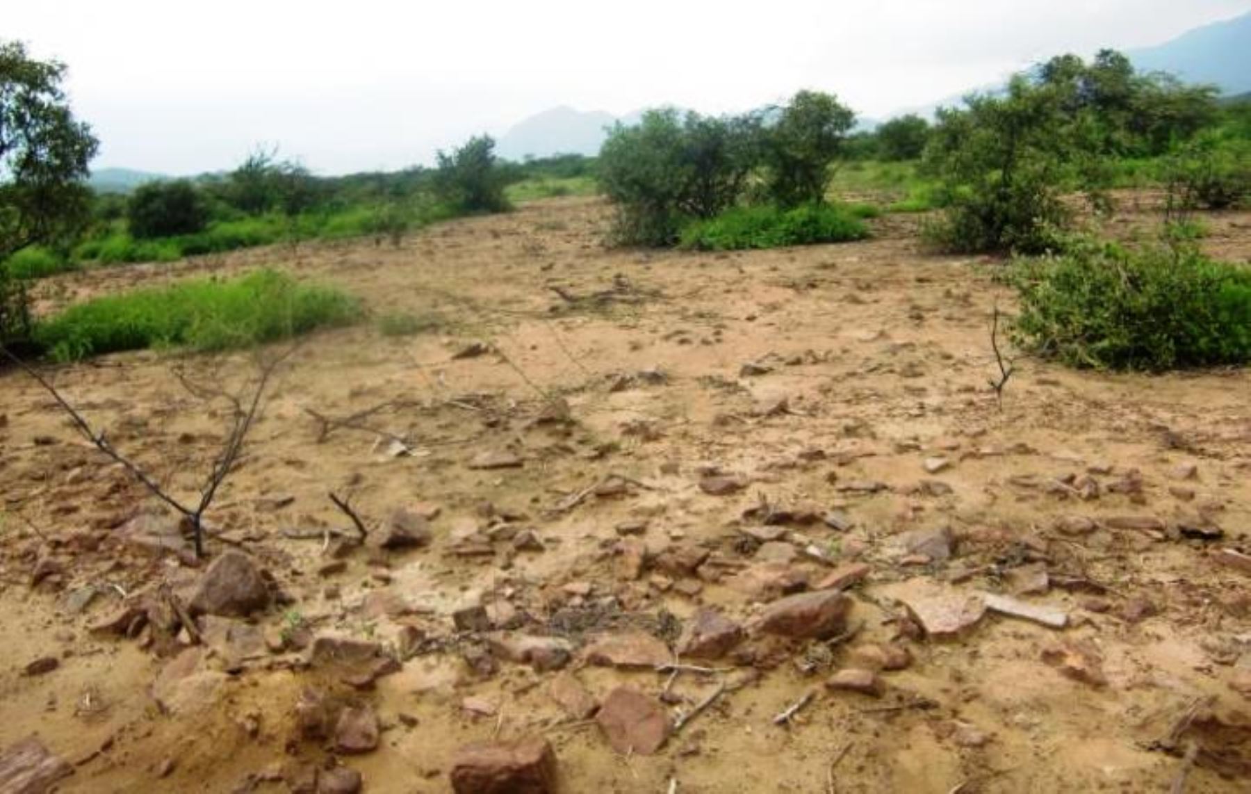 Fiscalía verificó daños por tala ilegal de algarrobos con fines agrícolas y por la minería informal en la Reserva Ecológica Chaparrí, Lambayeque.