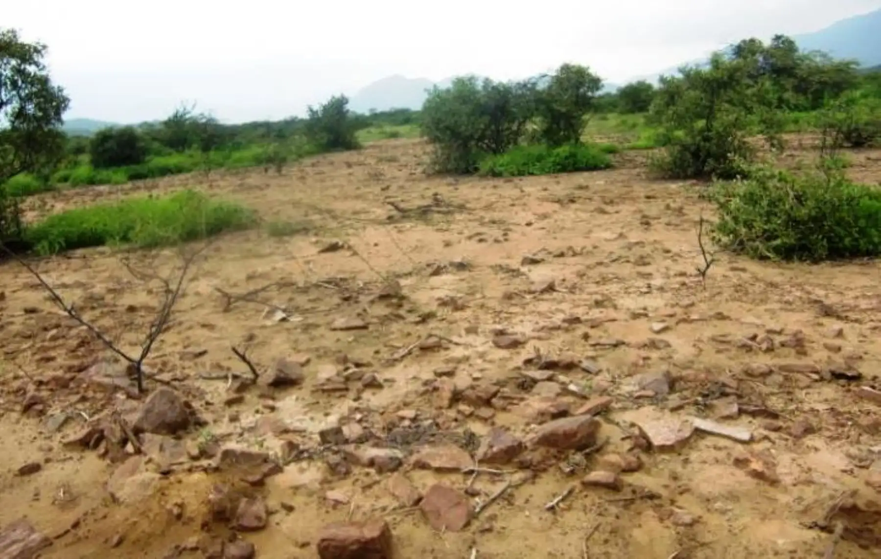 Fiscalía verificó daños por tala ilegal de algarrobos con fines agrícolas y por la minería informal en la Reserva Ecológica Chaparrí, Lambayeque.