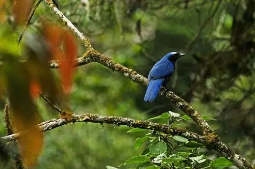 Desde hoy el Perú cuenta con una quinta reserva de biosfera. Se trata del Gran Pajatén, espacio natural que se encuentra ubicado en el nororiente peruano y que se extiende entre los departamentos de Amazonas, La Libertad y San Martín, anunció el Ministerio del Ambiente.