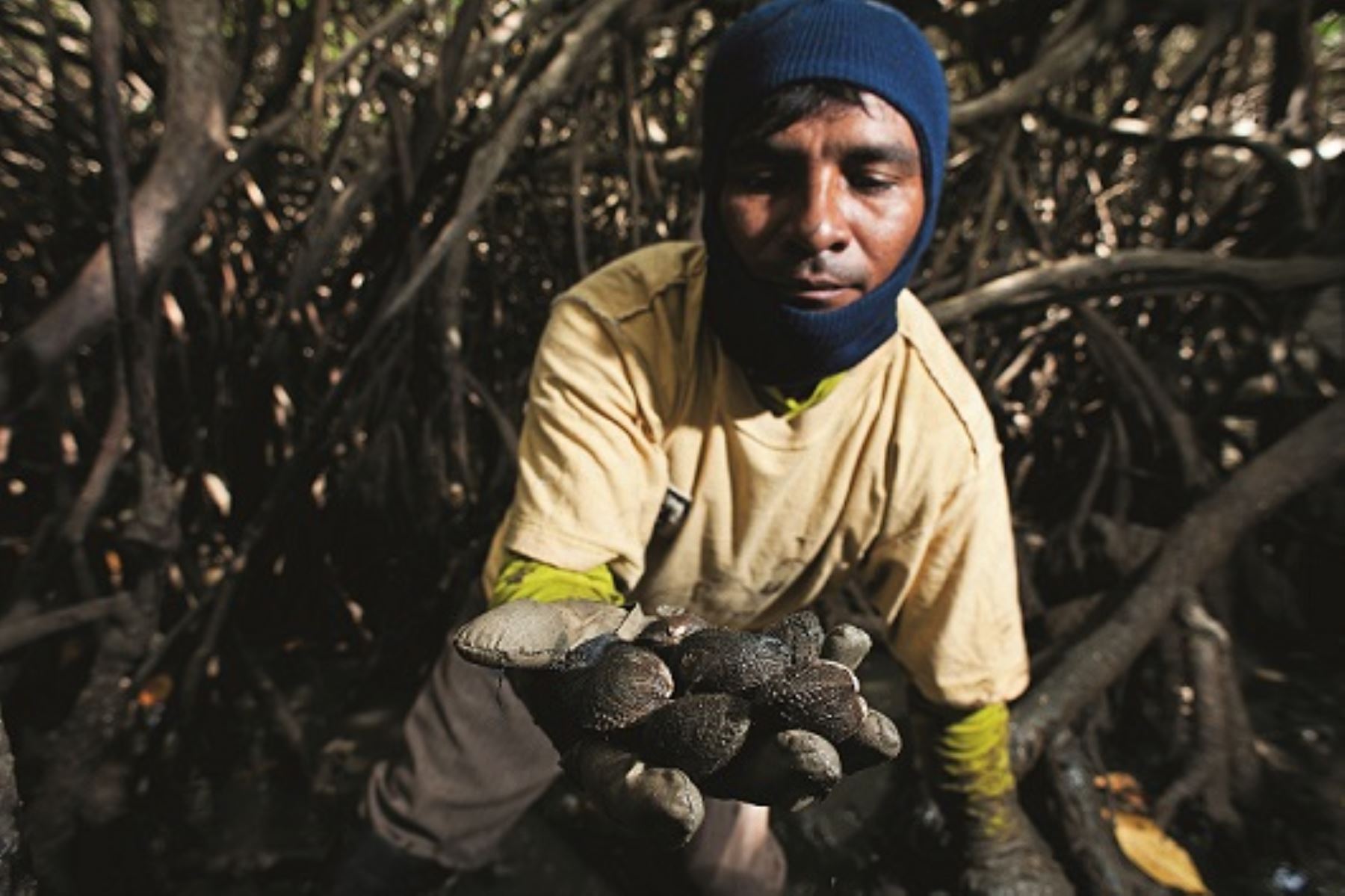 La Iniciativa Pesquerías Costeras, liderada en Perú por el Ministerio de Ambiente, con soporte técnico del Programa de las Naciones Unidas para el Desarrollo, lleva a cabo un modelo piloto donde las mismas comunidades pesqueras gestionan esta área y participan en una investigación para crear, con ayuda de la ciencia y la tecnología, semillas de concha negra para repoblar los manglares. ANDINA/Difusión