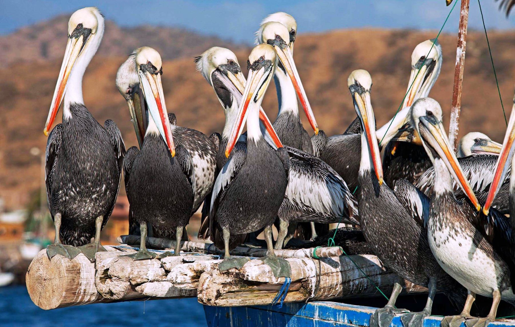 La futura Zona de Reserva, que comprende el mar de Tumbes y Piura, es el refugio para diversas especies como aves migratorias. ANDINA/Sernanp