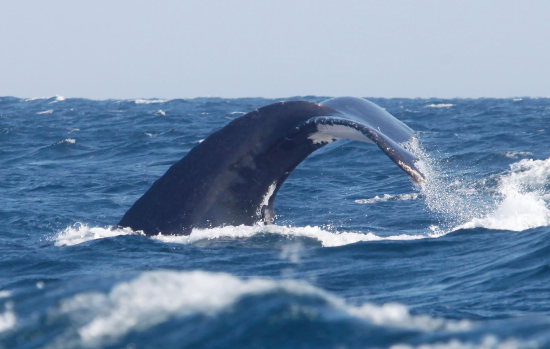 La futura Zona de Reserva, que comprende el mar de Tumbes y Piura, es el refugio para diversas especies como las ballenas. ANDINA/archivo