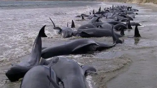 Hallan una veintena de delfines muertos en el litoral de Georgia. Foto: INTERNET/Medios
