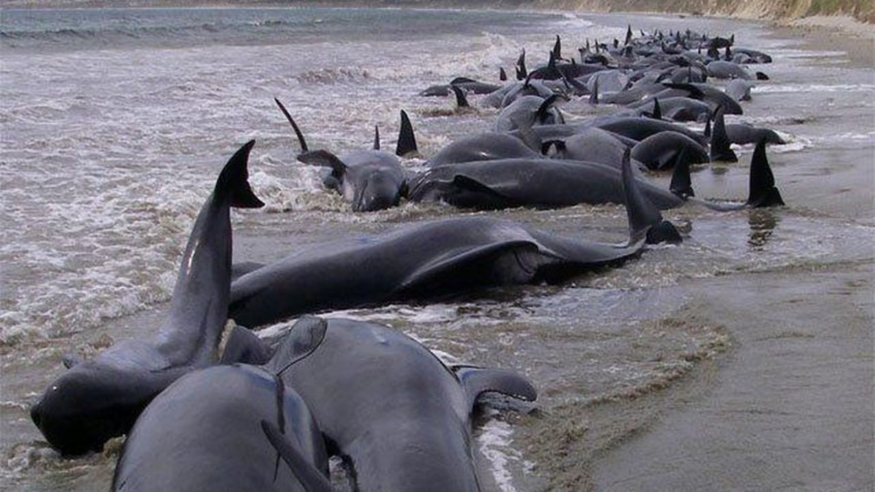 Hallan una veintena de delfines muertos en el litoral de Georgia. Foto: INTERNET/Medios