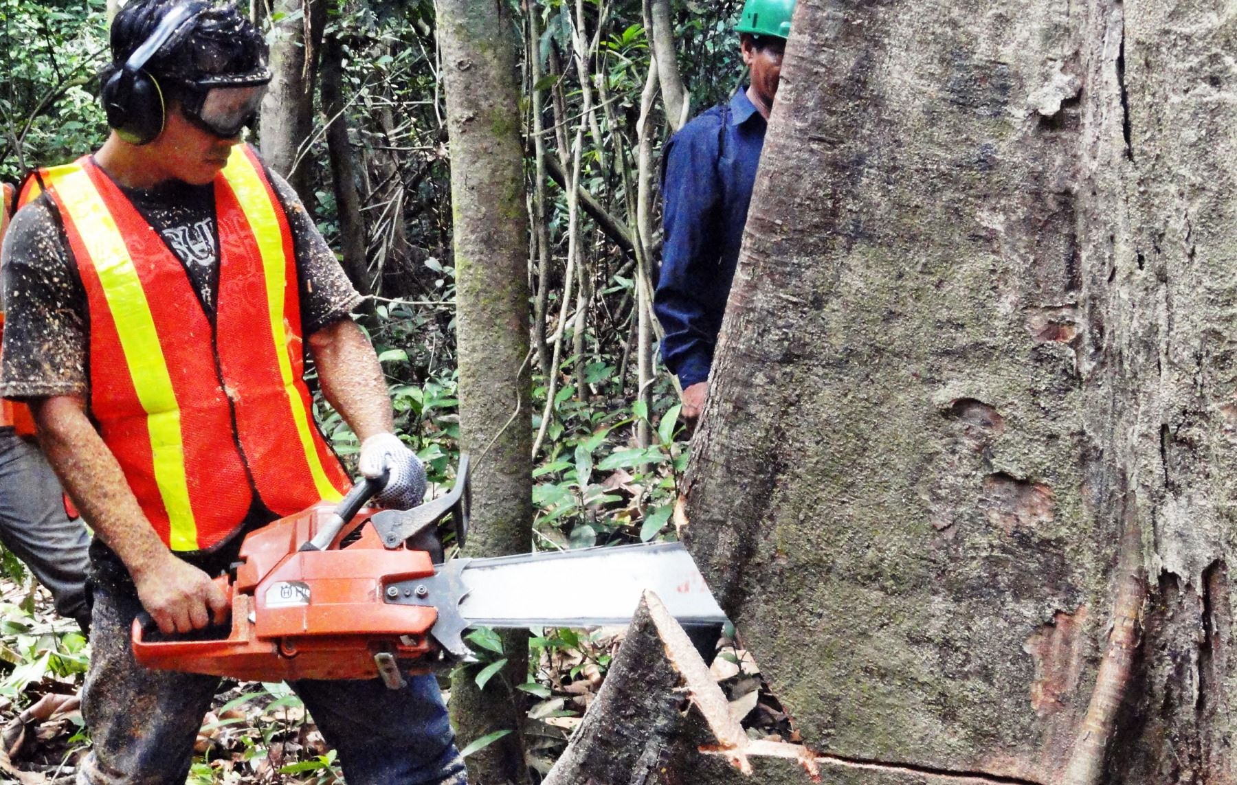 Produce: Hay US$ 1,400 millones de inversión comprometida sector forestal | Noticias Agencia de Noticias Andina
