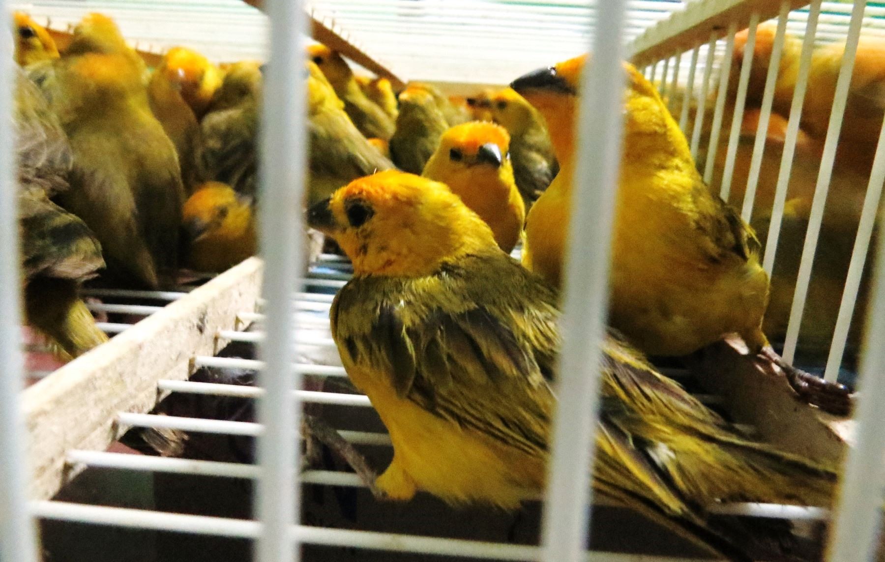 120 aves silvestres, de la especie botón de oro fueron rescatadas de manos de traficantes ilegales en Chiclayo. ANDINA