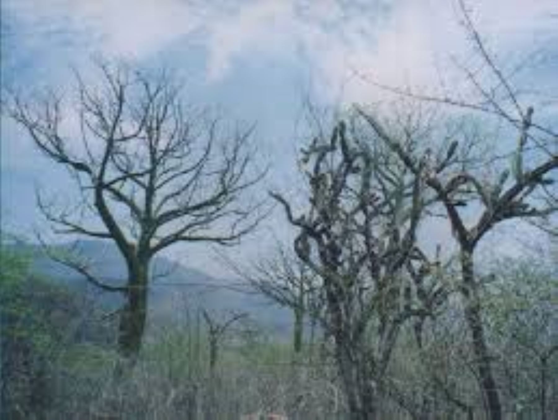 El Ministerio del Ambiente reconoció el Área de Conservación Privada (ACP) "Los Bosques de Dotor, Hualtacal, Pueblo Libre, La Jardina y Chorro Blanco", en el departamento de Piura.
