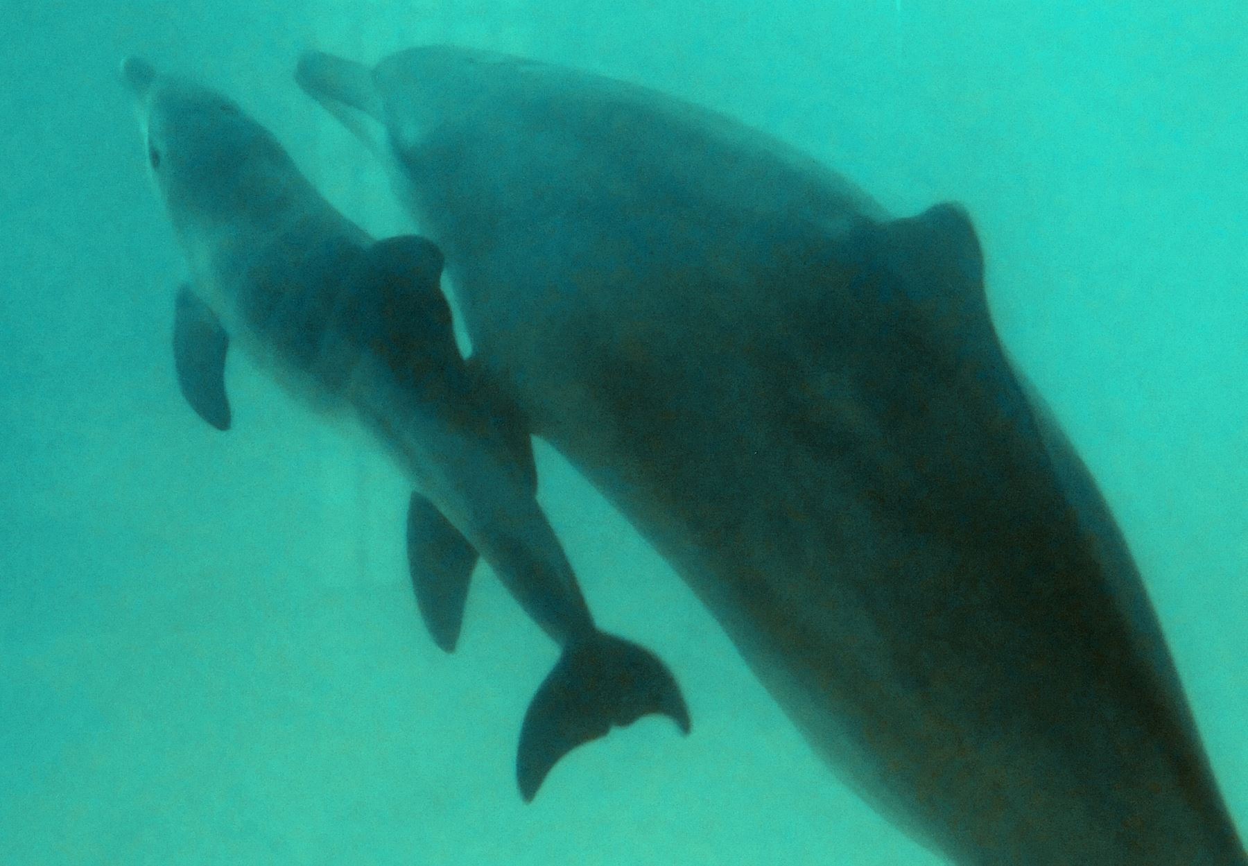 EE.UU.: vinculan muerte de delfines bebés a derrame de petróleo en 2010. Foto: AFP