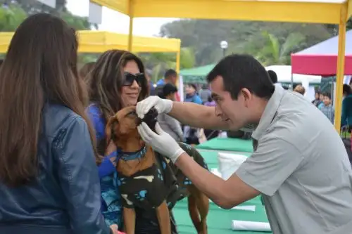 Mascotas de Lince tendrán un lugar donde recibir atención a precios módicos. Foto: Andina/Difusión