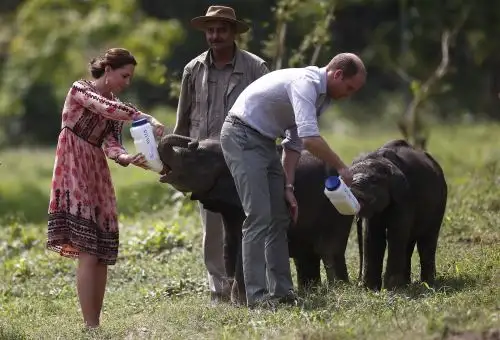 Guillermo y Catalina alimentan a rinocerontes y elefantes durante un safari en India. Foto: AFP