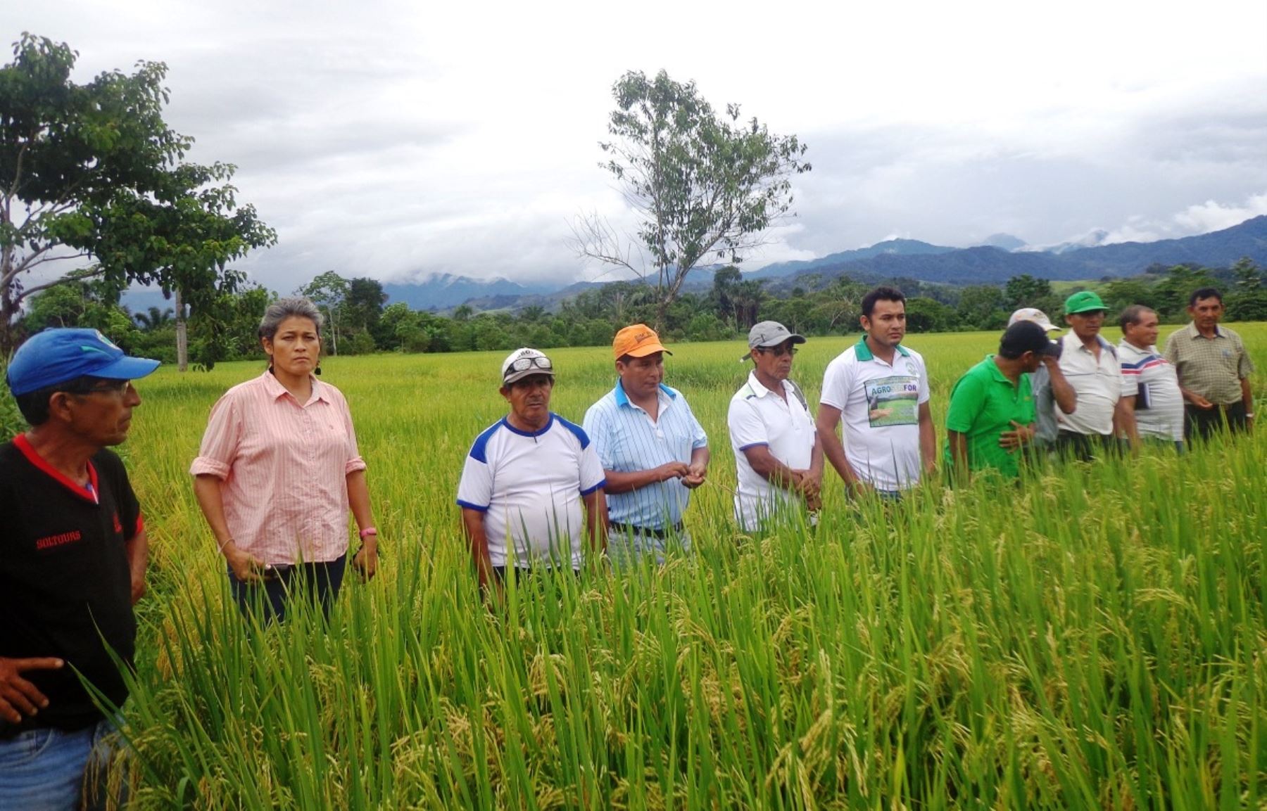Productores de arroz de Tocache, San Martín, son capacitados para combatir la presencia de plagas. ANDINA