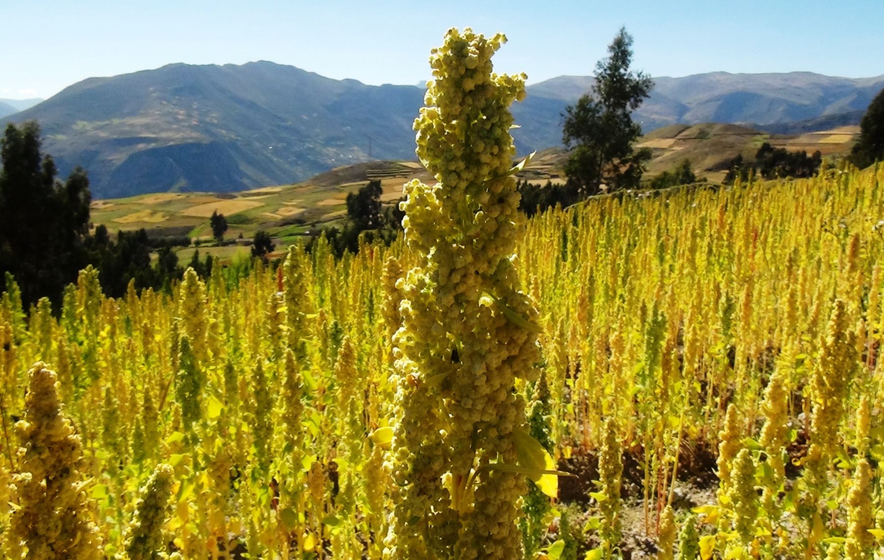 Cultivos de quinua en la zona andina del Perú. ANDINA