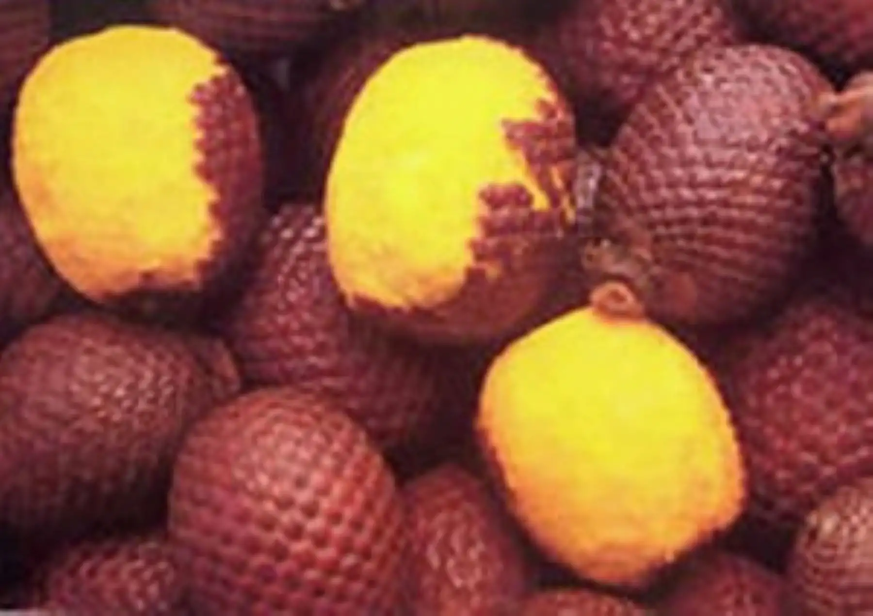 El aguaje (Mauritia fleuxosa) es el fruto de la palmera más representativa de la Amazonía, crece en los bosques inundados, principalmente en Loreto, Ucayali y Madre de Dios. ANDINA/Difusión