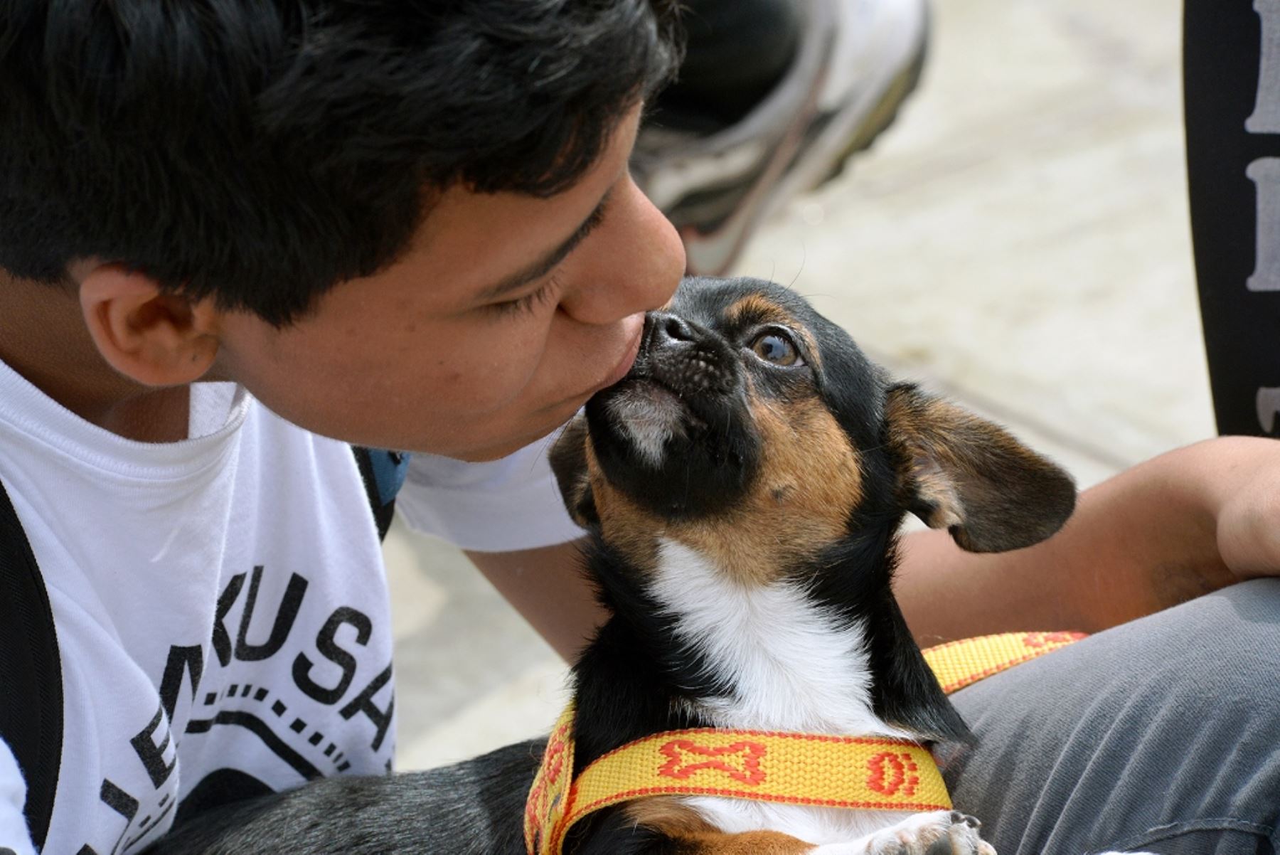 Mascotas deben ser protegidas en planes de evacuación por desastres. Foto:  ANDINA/Difusión