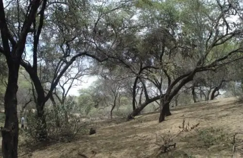 El Ministerio del Ambiente reconoció, a perpetuidad, el Área de Conservación  Privada (ACP) Bosque Seco de la comunidad campesina César Vallejo de Palo Blanco, ubicada en el distrito de Chulucanas, provincia de Morropón, en el departamento de Piura.