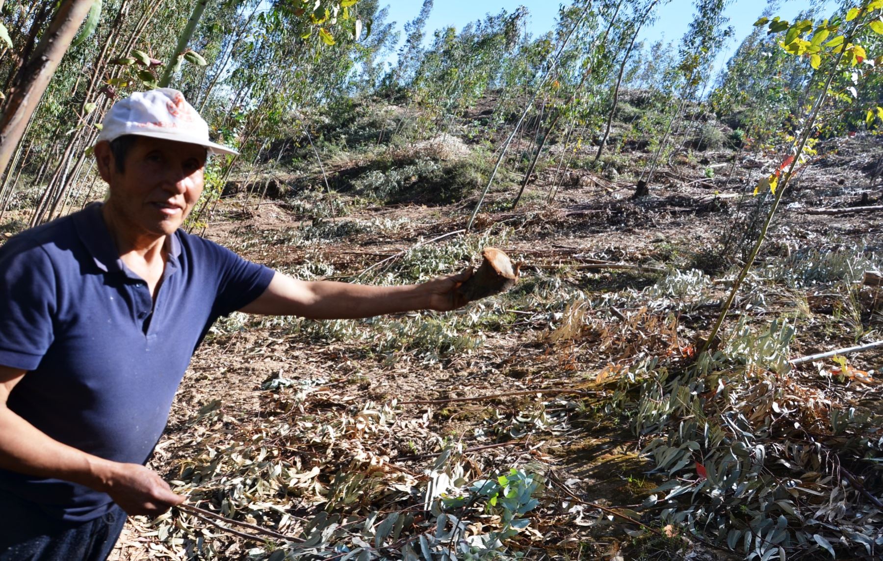 Denuncian tala indiscriminada de eucalipto en bosque de Huancayo | Noticias  | Agencia Peruana de Noticias Andina