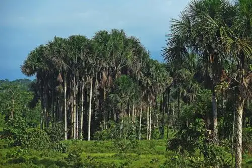 La Reserva comunal Yanesha, se localiza en el distrito de Palcazú, provincia de Oxapampa, región Pasco. ANDINA/Difusión