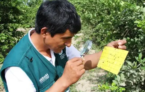 Senasa busca evitar presencia del mosquito diaphorina citri, que transmite la temible enfermedad Huanglongbing (HLB) en el Perú. ANDINA