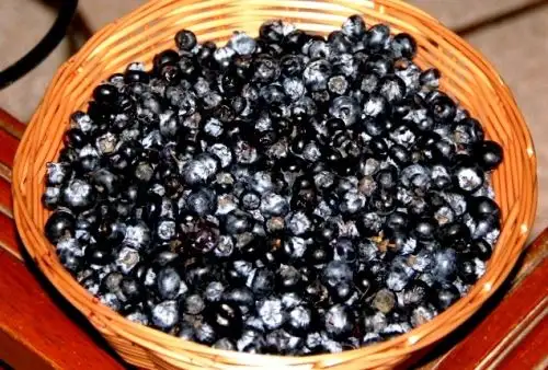 Arándanos cultivados en Piura. Foto: ANDINA/Difusión