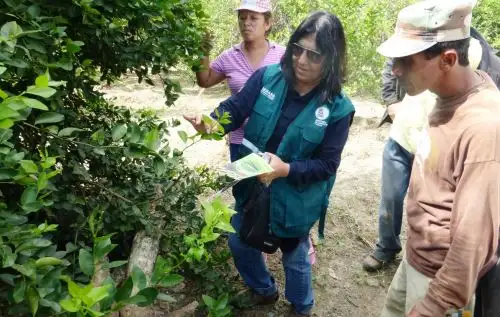 Senasa elimina en Tumbes foco de insecto que transmite plaga que afecta a cítricos.
