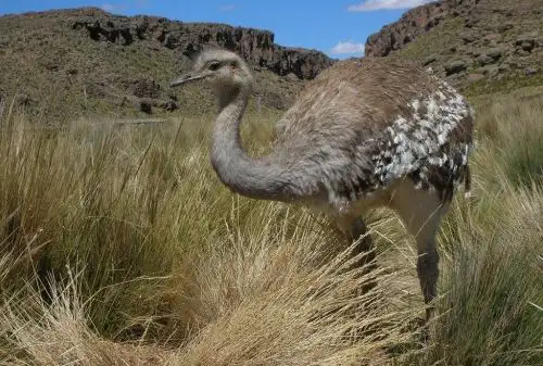 Del 8 al 15 de junio se realizará Segundo Censo Nacional del Suri o Ñandú petizo, ave altoandina no voladora que está en peligro crítico de extinción, debido principalmente a la caza furtiva.