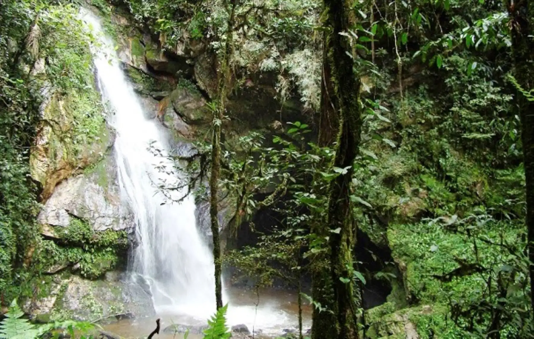 Bosque de Protección Alto Mayo. ANDINA/Difusión