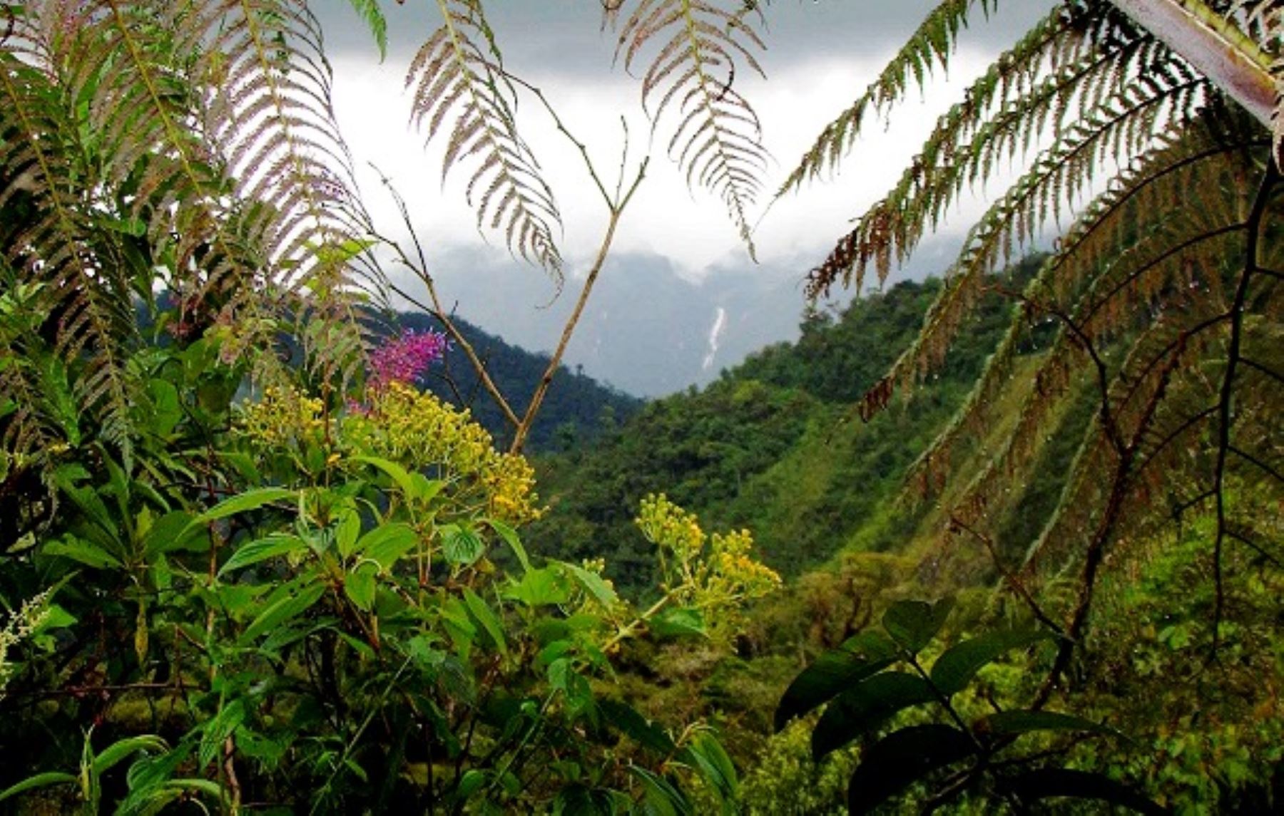 Promoverán atractivos turísticos del Bosque de Protección Alto Mayo, ubicado en la región San Martín.