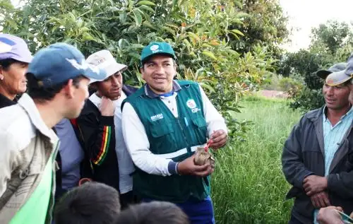 Senasa promueve uso de controladores biológicos para combatir presencia de plagas en Cajamarca. ANDINA