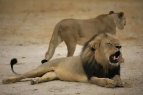 Chile: hombre intenta suicidarse en jaula de leones y sacrifican a felinos para impedirlo. Foto: AFP