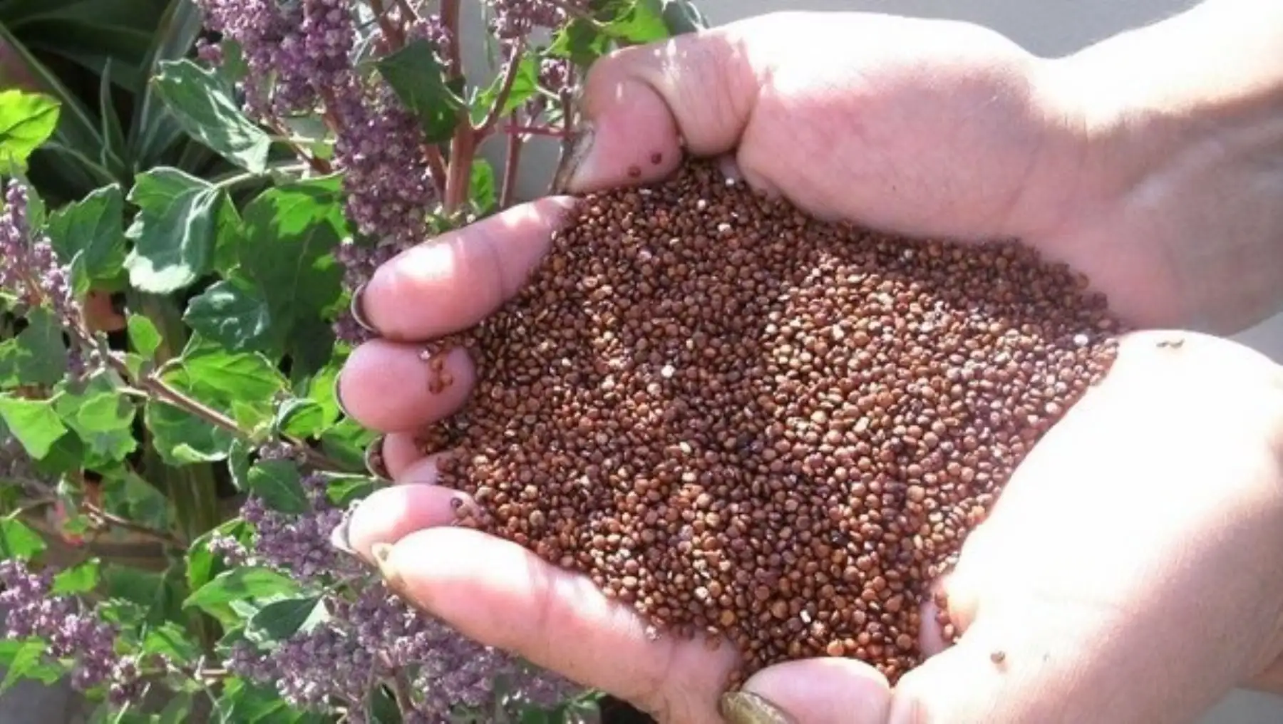 Cañihua, grano andino de grandes propiedades nutricionales. Foto: Andina/Difusión
