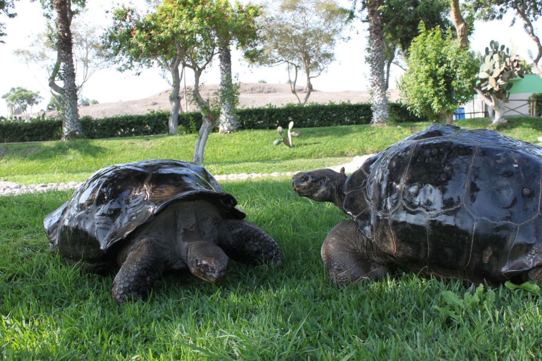 Tortugas Galápagos se exhiben en Parque de las Leyendas. Foto: Andina/Difusión
