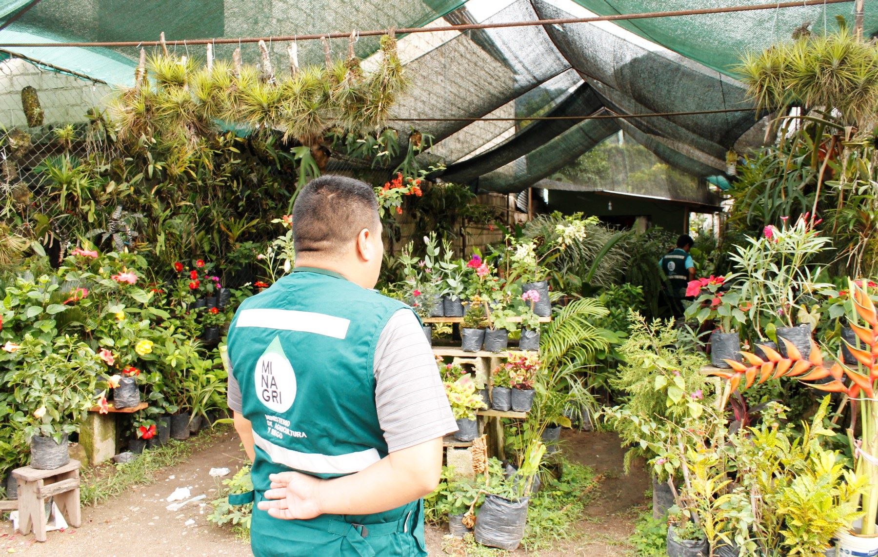 Las orquídeas eran comercializadas ilegalmente en el distrito de San Ramón, en Chanchamayo, Junín.