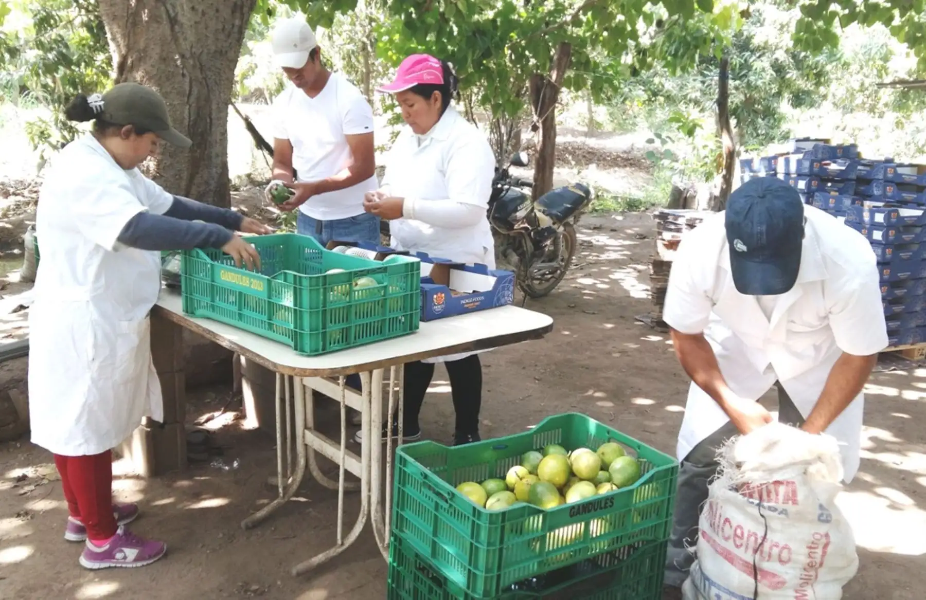 Producción de maracuyá. Foto: Cortesía