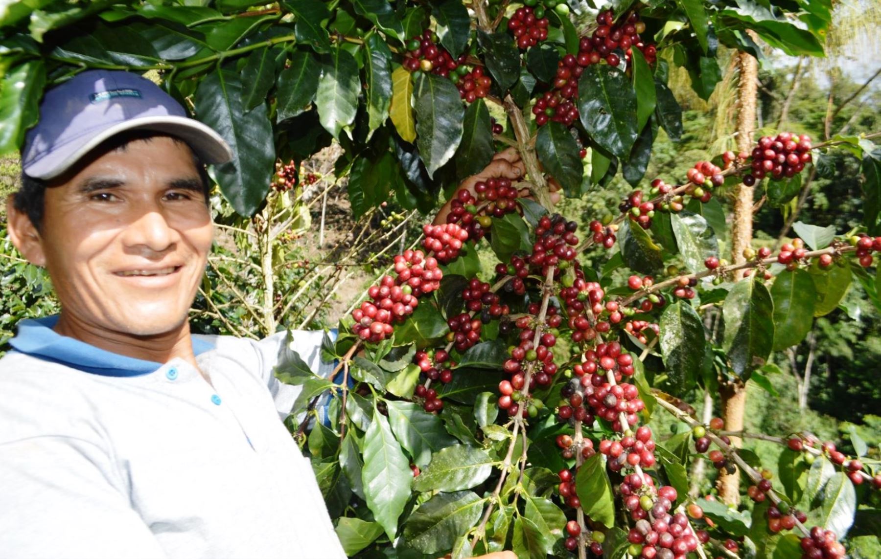 Entidades del Estado resaltan producción de café orgánico en centro poblado Patahuasi, zona ubicada en el Vraem.