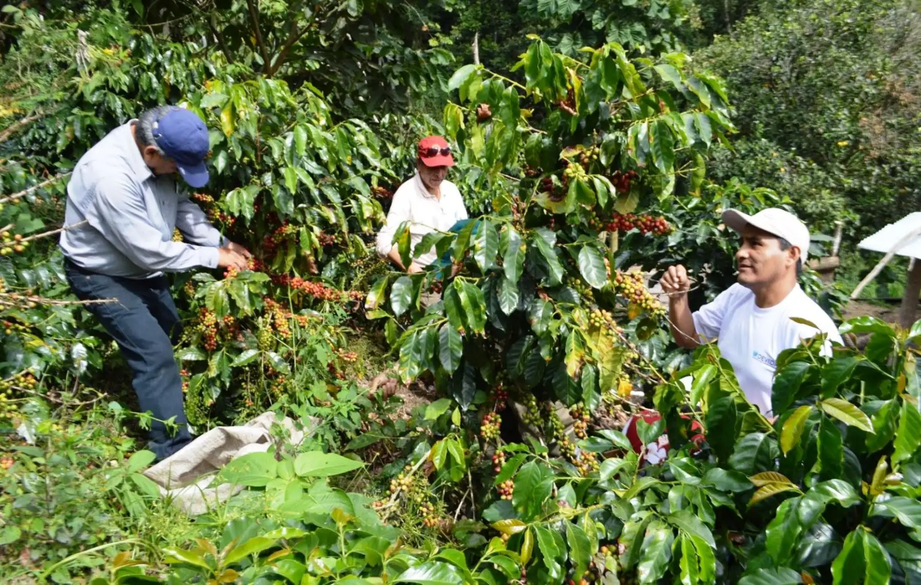 Entidades del Estado resaltan producción de café orgánico en centro poblado Patahuasi, zona ubicada en el Vraem.
