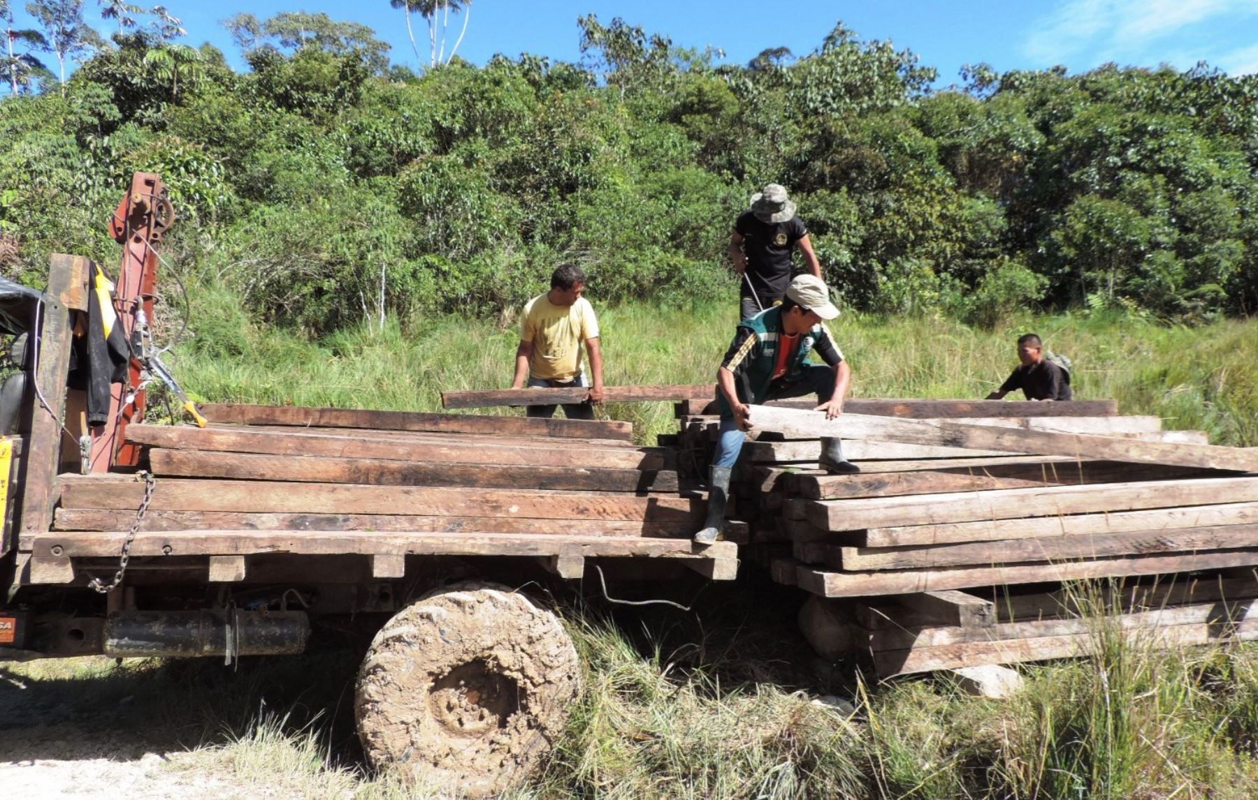 Serfor decomisa madera ilegal extraída de bosque Sho’llet en Pasco.