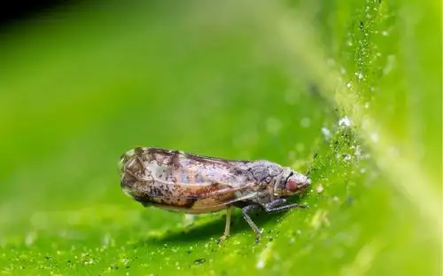 Diaphorina citri, vector de la plaga HLB, que afecta a las plantaciones de cítricos.