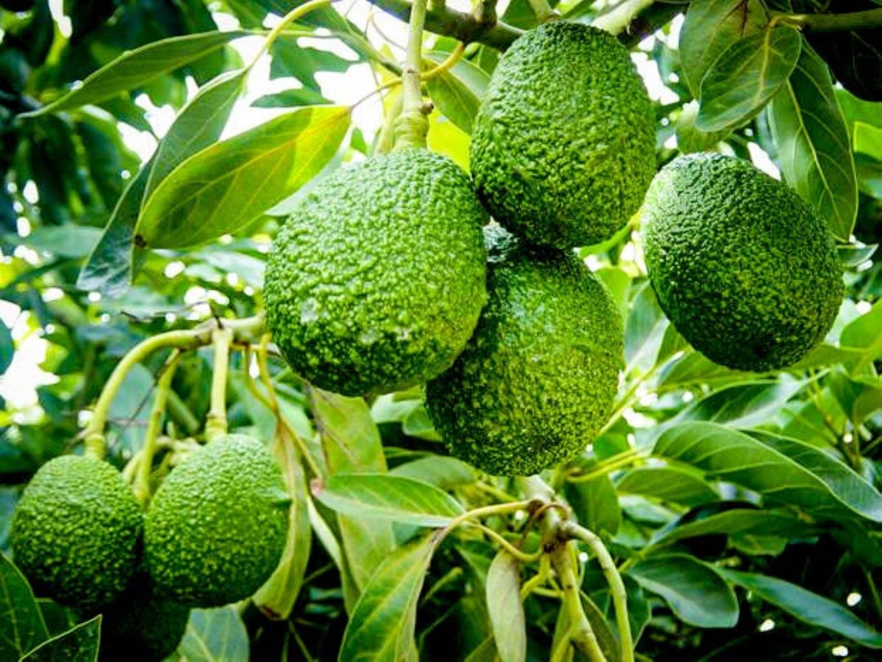 Apurímac afianza reconversión hacia la palta Hass que tiene gran demanda internacional