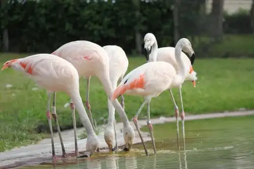 Los flamencos son aves de estilizada belleza que residen y migran entre los humedales del país, y que inspiraron los colores de la bandera nacional.ANDINA
