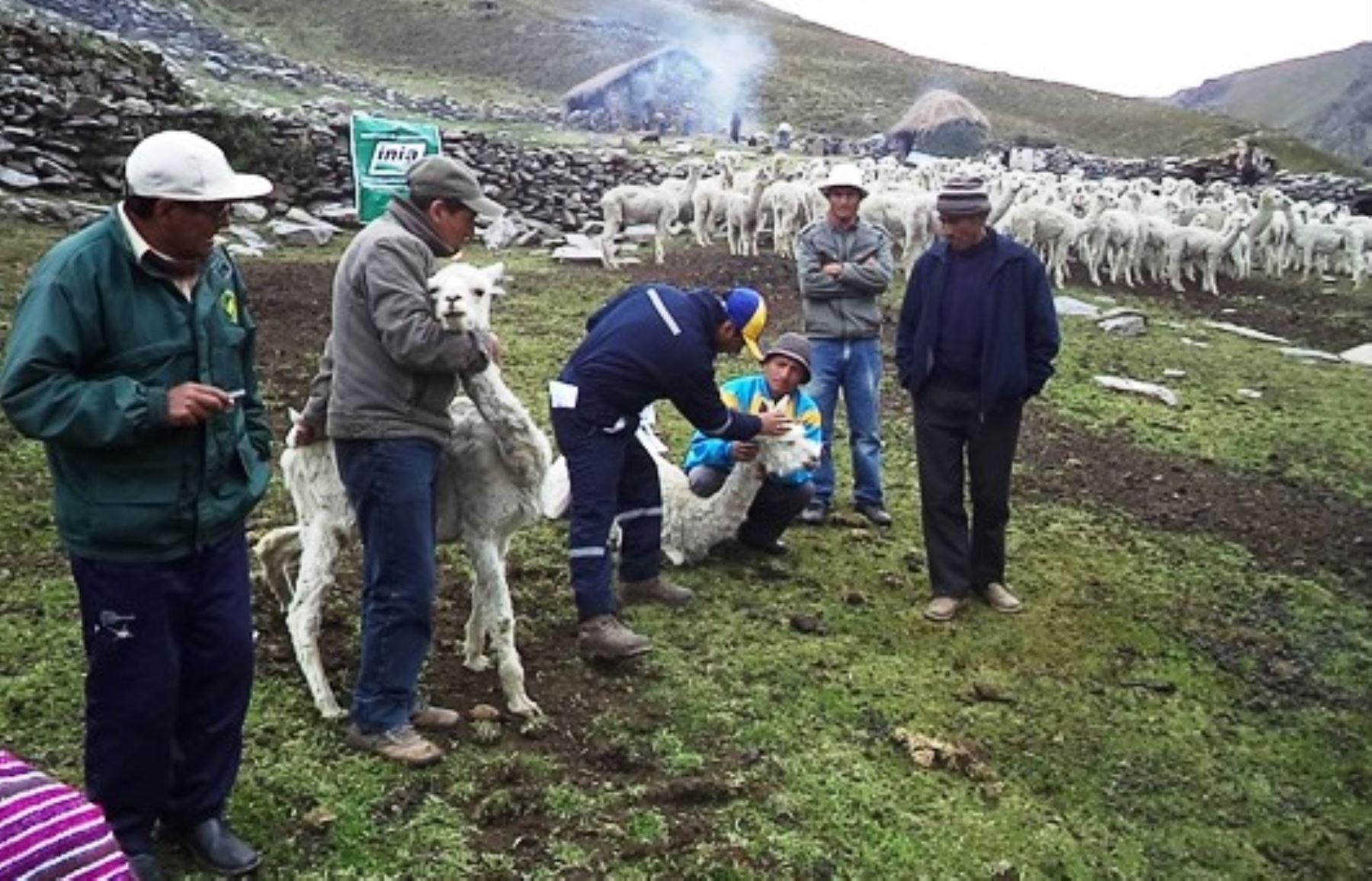 Especialistas del INIA inician mejoramiento genético de 500 alpacas reproductoras en Huamalíes, Huánuco.