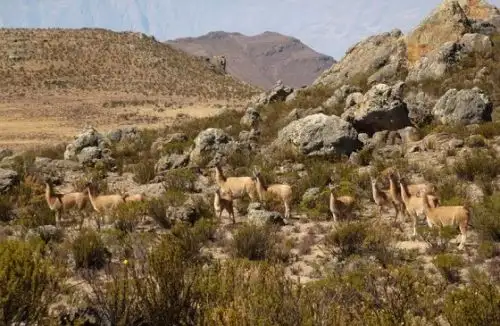 Promoverán el desarrollo turístico del Santuario y Reserva Nacional Calipuy, en La Libertad.