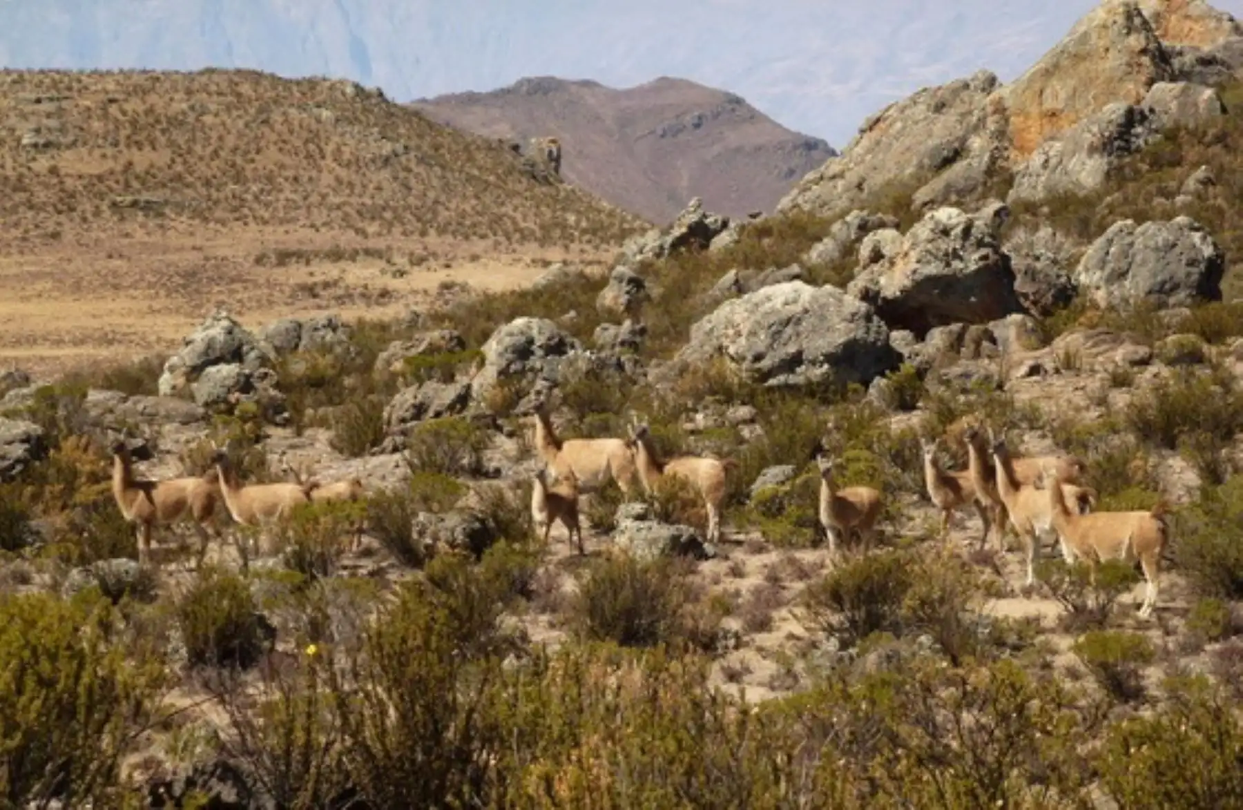 Promoverán el desarrollo turístico del Santuario y Reserva Nacional Calipuy, en La Libertad.