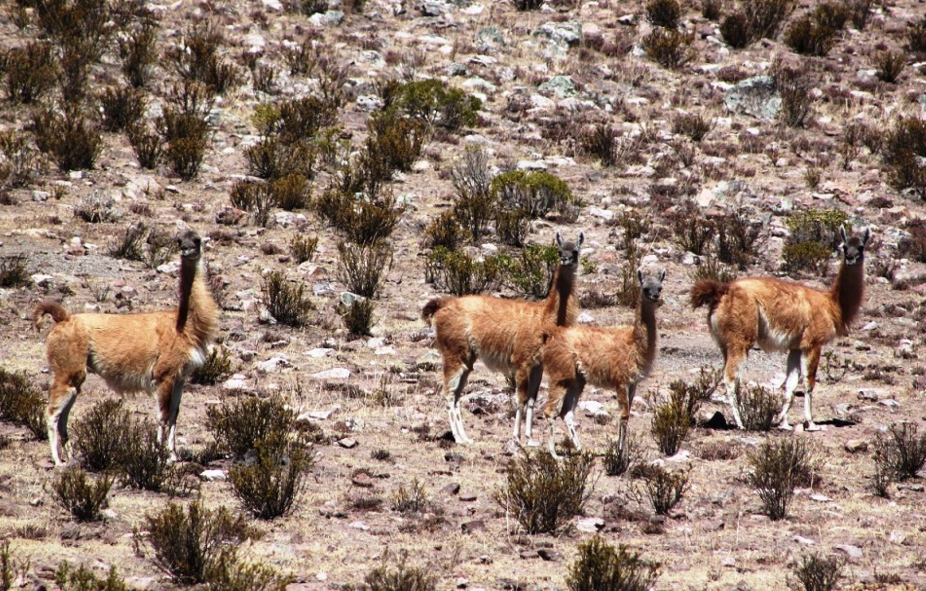 La Reserva Nacional Calipuy es un refugio ideal para la conservación del guanaco, una especie amenazada.
