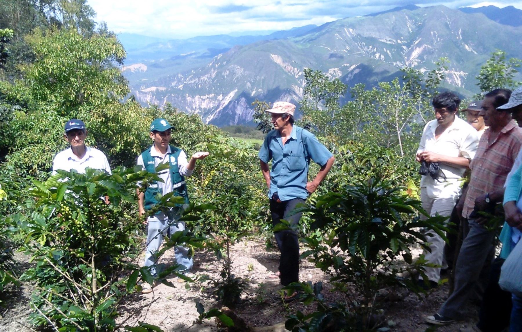 Implementan escuelas de campo para manejo de plagas del café en Cajamarca.